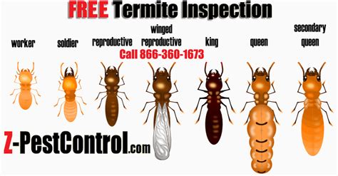 va termite inspection near me